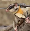 Harnais de remorquage Sugar Glider pour petits animaux, collier d'extérieur pour petit animal de compagnie, 3 tailles en un, vêtements anti-perte, laisse pour laisses ZA212 230925