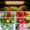 ライトの栽培USB調光鉛照明フルスペクトル植物照明植物のフィトランプフィトランプハイドロポニクス成長システムDC5V LED LED YQ230926