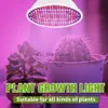 Grow Lights 220V lumière de croissance hydroponique E27 LED ampoule de culture E14 spectre complet pour plante à fleurs B22 lampe de culture hydroponique 126/200/300 LED YQ230926