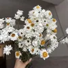 Faux kwiatowa zieleń Ponad 60 główek/pakiet prawdziwy naturalny suszony biały cineraria kwiat bukiet suche róże dekoracja kwiatowa dom 230926