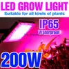 Grow Lights LED GROW Light Phyto Lamp Plant Light 220V 50W Phytolamp LED Full Spectrum Floodlight Greenhouse Lighting Hydroponic Plant Lamp YQ230926 YQ230926