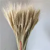 Parti Dekorasyon 100 PCS Doğal kuru buğday kulakları buket gerçek çiçek düğün simülasyon dekor