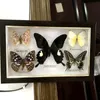 Objets décoratifs Figurines Joli papillon Réel spécimen Collection de matériel éducatif/Spécimen de papillon Oeuvre Matériel Décor 230926