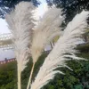 White Natural Reed Dried Flower Big Pampas Grass Bouquet Wedding Flower Ceremony Decoration Modern Home Decoration Fall Decor290T