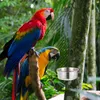 Andra fågelförsörjningar 2 sätter papegoja skål rostfritt stål dricksglasögon foder kopp vatten bur matare container koppar mat