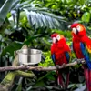 Andra fågelförsörjningar 2 sätter papegoja skål rostfritt stål dricksglasögon foder kopp vatten bur matare container koppar mat
