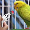 Andere Vogelbedarf 3 Stück Obsthalter Papagei Snack Gemüse Leckerli Feeder Langlebige Kunststoffklammern Käfigzubehör für Sittiche Hamster