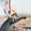 猫の衣装子猫のおもちゃのおもちゃをからかう杖のティーザースティック変換