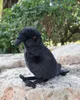 ぬいぐるみ人形20cm高さの柔らかい大型カラスぬいぐるみおもちゃのような黒い鳥のような黒い鳥レイヴンぬいぐるみおもちゃの贈り物230927