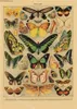 Gemälde Schmetterling Insekt Blume Pilz Poster Botanische Pädagogische Kraftpapier DIY Vintage Home Room Bar Cafe Dekor Kunst Wandmalerei 230928