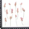 Decorative Flowers 120pcs Pressed Dried 4-6cm Pink Buckwheat Flower Plant Herbarium For Jewelry Postcard Invitation Card Phone Case Bookmark