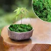 Decorative Flowers 20/50/100g Artificial Moss Eternal Life Green Plants Fake Grass Mini Landscape Decoration Home Decor Fairy Garden Crafts