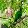 Other Bird Supplies Parrot Cage Bite Toys Wood Foraging Wear Resistant Wooden Block