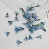 Fleurs décoratives 120 pièces pressées séchées Chloris Virgata Sw fleur plante herbier pour Nail Art bijoux signet étui de téléphone carte d'invitation