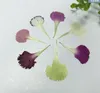 Decorative Flowers 120pcs Pressed Dried Carnation Petals Flower For Epoxy Resin Jewelry Making Nail Art Craft DIY Accessories