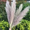 20 Pz / lotto Colore Piante Secche Pampas Erba Naturale Phragmites communis Decorazione per la Casa Matrimonio Mazzo di Fiori 56-60 cm di Altezza1320o