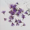 Dekorative Blumen 120 Stück gepresste getrocknete Chloris Virgata Sw Blumenpflanze Herbarium für Nail Art Schmuck Lesezeichen Handyhülle Einladungskarte