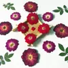 Decorative Flowers 120pcs Dried Pressed Flower Rose For Epoxy Resin Pendant Necklace Jewelry Making Craft DIY Accessories