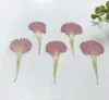 装飾的な花120pcsプレスドライカーネーションペタルエポキシ樹脂ジュエリーの花を作るネイルアートクラフトDIYアクセサリー