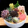 装飾的な花5pcsジューシーな人工植物家の装飾ガーデンデスクトップ飾りのための偽のミニロータス