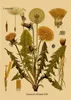 Peintures Plante Fleur Étude Rétro Affiche Botanique Impressions Affiches Kraft Papier Vintage Maison Salon Décor Esthétique Art Peinture Murale 230928