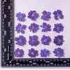装飾的な花120pcs 4-7cmプレス乾燥紫色のconsolida ajacisフラワー植物植物のために宝石を作るポストカードフレーム電話ケース