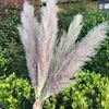 20st Lot Color Dried Plants Pampas Grass Natural Phragmites Communis Decoration for Home Wedding Flower Bunch 56-60cm Tall12546