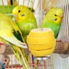 Conjuntos de louça 2 pcs aço inoxidável garfo de frutas budgie brinquedos pássaro deleite vara lanche forrageamento titular trata suportes de espeto