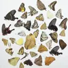 Deko-Objekte, Figuren, 10 Stück, echte Schmetterlingsexemplare ohne ausgebreitete Flügel, DIY-Übungsherstellungsmaterialien 230928