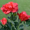 أضواء الليل 69HC عيد الحب حديقة الطاقة الشمسية Rose 3 عبوة مقاومة للماء مع 6 الورود