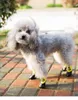 Dog Cat Shoes Dog Apparel Waterproof Dogs Socks Rain Snow Pet Booties Anti-Slip Puppy Sock Boots with Adjustable Drawstring for Small Medium Doggy Wholesale A516