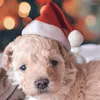 Dog Apparel Christmas Pet Hat Cat Puppy Decoration Year Party Supplies Fashion Clothing