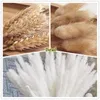 Decoratieve bloemen Pampas Grass Leaf Phragmites Gedroogde natuurlijke boeketarrangement Huwelijksfeest Decor Kerst decoraties voor thuistafel