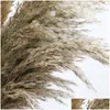 Ghirlande di fiori decorativi 8/10/20Pcs Fiori secchi naturali Reed Pampas Erba Home Decor Decorazioni di nozze Fattoria Sfondo Drop D Dh0Ns