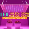LED Grow Light 2000W 3000W 81 LEDs / 169 LEDs Phytolamp Full Spectrum 1 Mode Switch Veg Bloom Lâmpada de crescimento de plantas internas
