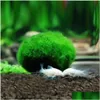 Dekorasyonlar 5pcs Marimo Moss Ball Akvaryum Bitkileri Terrarium Cladophora Balık Tank Süsleri Teslimat Ev Bahçe Evcil Hayvan Malzemeleri Dhjiz