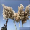 Decorative Flowers Wreaths Center Piece Decor Natural Dried Reed Plants Wedding Flower Bunch Pampas Tableau Grass Decoration Phrag Dhb3K