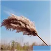 Decorative Flowers Wreaths Center Piece Decor Natural Dried Reed Plants Wedding Flower Bunch Pampas Tableau Grass Decoration Phrag Dhb3K