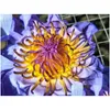 Finto vegetazione floreale blu loto secco fiore intero nymphaea caerea 220330 consegna goccia di arredamento da giardino accenti dhi6g