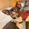 Klassieke Designer Hondenkragen Old Flower Pet Leing Set modemerk verstelbare puppy riem Pet Outdoor Running Training Ketting Touw Tie PS1671