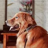 Designerski kołnierz psa Zestaw Smyczów klasyczny stary wzór kwiatowy miękki regulowany pu skórzany obroża dla małych psów Cat257h