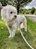 Собаки -воротники привязывают поводки настройка регулируемых жгутов по затяну