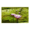 Sahte çiçek yeşillik mavi lotus kuru bütün çiçek nymphaea caerea 220330 Damla teslimat ev bahçe dekor aksanları dhi6g