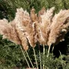 20 Stammar Pampas Party Decoration Decor Grass Bouquet Torkt Flower Wedding Använd Juldekor Konstgjorda blommor Fall Decoration