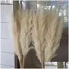 Decorative Flowers Wreaths 80Cm Nagaho Natural Reed Dried Flower Big Pampas Grass Bouquet Wedding Ceremony Decoration Modern Home Dhqh2