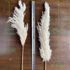 Decorative Objects Figurines 1bunch White Flowers Natural Dried Reeds Bunch Pampas Grass DIY Craft Wedding Bouquet Christmas Home Decoration Supplies 230110