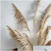 Decorative Flowers Wreaths 80Cm Nagaho Natural Reed Dried Flower Big Pampas Grass Bouquet Wedding Ceremony Decoration Modern Home Dhqh2