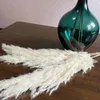 Dekorativa föremål Figurer 1Bunch White Flowers Natural Dried Reeds Bunch Pampas Grass Diy Craft Wedding Bouquet Christmas Home Decoration Supplies 230110