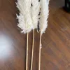 Decorative Objects Figurines 1bunch White Flowers Natural Dried Reeds Bunch Pampas Grass DIY Craft Wedding Bouquet Christmas Home Decoration Supplies 230110