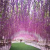 Decoratieve bloemen 12 stks Wisteria Vine kunstmatige zijden Garland Arch Decoratie Huis tuin bruiloft hanger plantenmuur